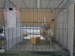 XIV Concurso Exposición de Palomas de Raza en Mula 2024